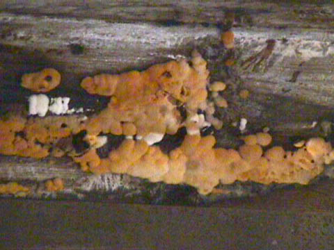 Þaksperra orðin dökk og óásjáleg vegna langvarandi bleytu.